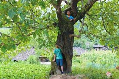 為什么空心老樹(shù)還能活