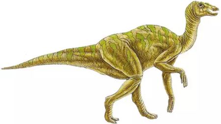 為什么竹子中間是空心的呢？