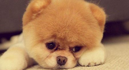 為什么動(dòng)物的皮毛顏色都不一樣？