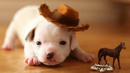 為什么動(dòng)物的皮毛顏色都不一樣？