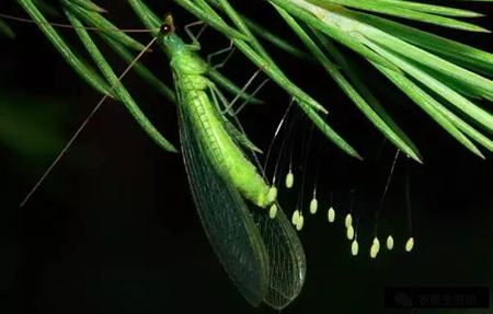 為什么說草蛉是“除害能手”呢？