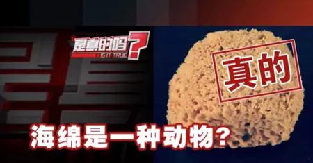 為什么說(shuō)海綿是動(dòng)物？