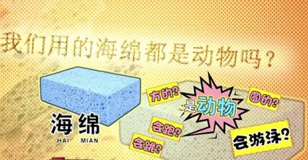 為什么說(shuō)海綿是動(dòng)物？