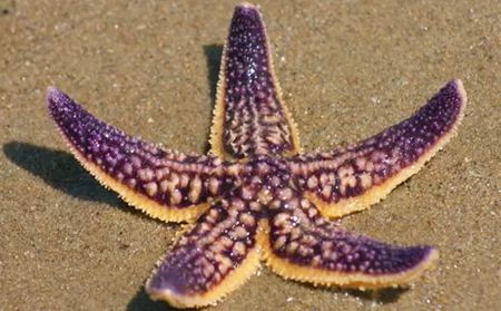 為什么海星是奇妙的動(dòng)物呢？