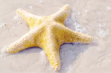 為什么海星是奇妙的動(dòng)物呢？