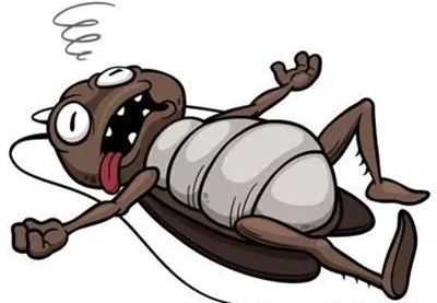 為什么說蟑螂是現(xiàn)存最古老的昆蟲？