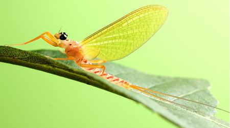 蜉蝣為什么只能活一天？