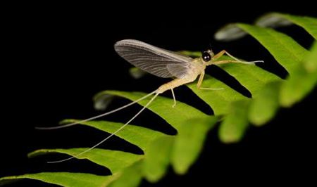 蜉蝣為什么只能活一天？