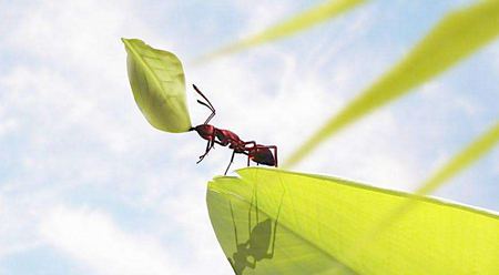 螞蟻為什么能認(rèn)路？