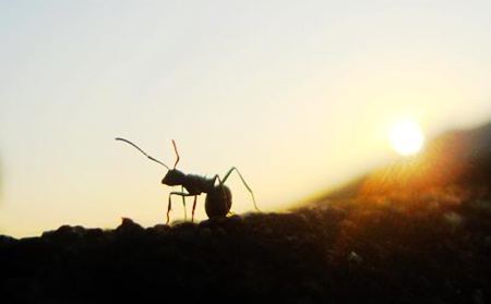 螞蟻為什么能認(rèn)路？