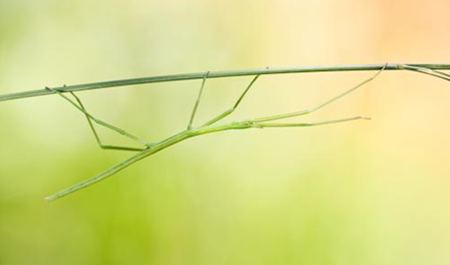 竹節(jié)蟲是什么樣的？竹節(jié)蟲有毒嗎？