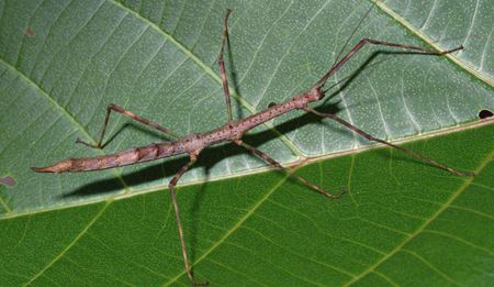 為什么螢火蟲會發(fā)光？