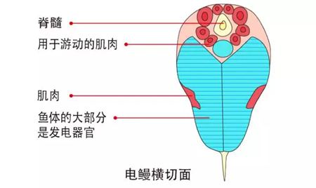 電鰻為什么會(huì)放電,電鰻能電死人嗎,電鰻能吃嗎