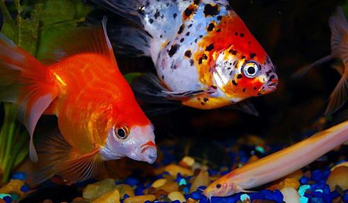 養(yǎng)金魚為什么要特別注意用水