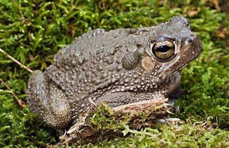 為什么蟾蜍身上長滿疙瘩？