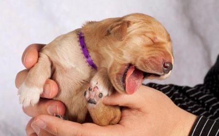 動物打哈欠是什么意思？