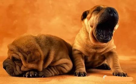 動物打哈欠是什么意思？