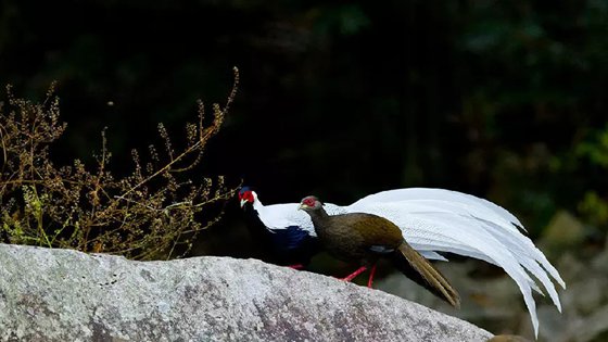 為什么雄鳥比雌鳥漂亮？