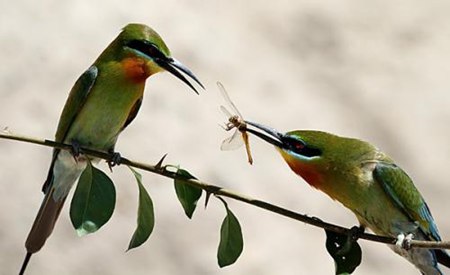 鳥(niǎo)類(lèi)為什么沒(méi)有牙齒,鳥(niǎo)兒的牙齒去哪里了