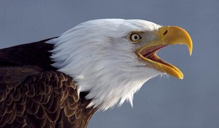 鳥(niǎo)類(lèi)為什么沒(méi)有牙齒,鳥(niǎo)兒的牙齒去哪里了