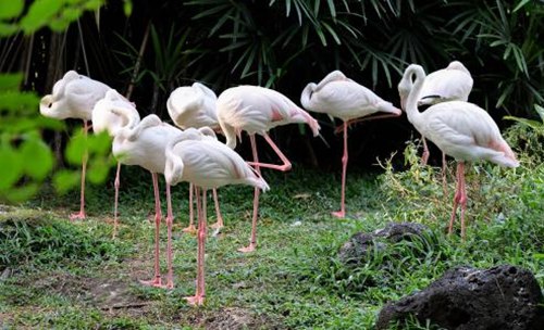 鶴為什么要用一只腳站著睡覺？