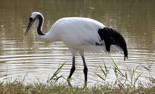 鶴為什么要用一只腳站著睡覺？