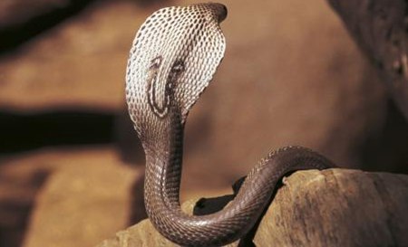 為什么眼鏡蛇發(fā)怒時脖子會變粗？