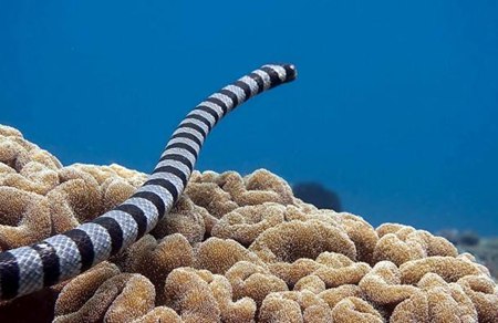 為什么眼鏡蛇發(fā)怒時脖子會變粗？