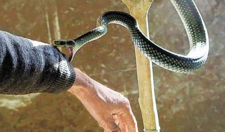 為什么眼鏡蛇發(fā)怒時脖子會變粗？