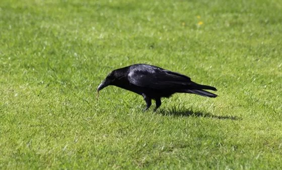 為什么說烏鴉是最聰明的鳥？