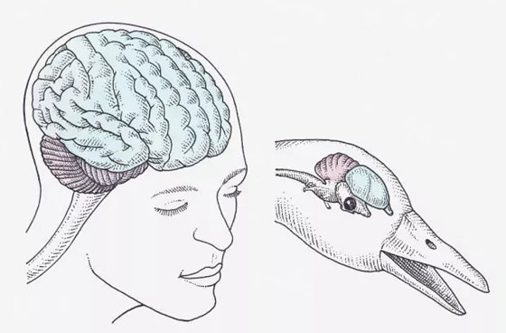 為什么說烏鴉是最聰明的鳥？