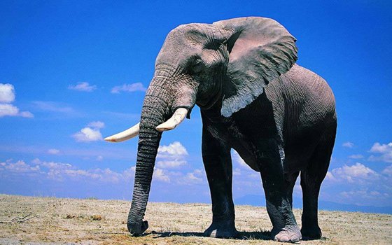為什么大象的鼻子那么長(zhǎng)
