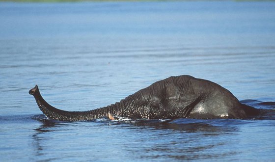 為什么大象的鼻子那么長(zhǎng)