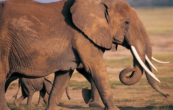 為什么大象的鼻子那么長(zhǎng)