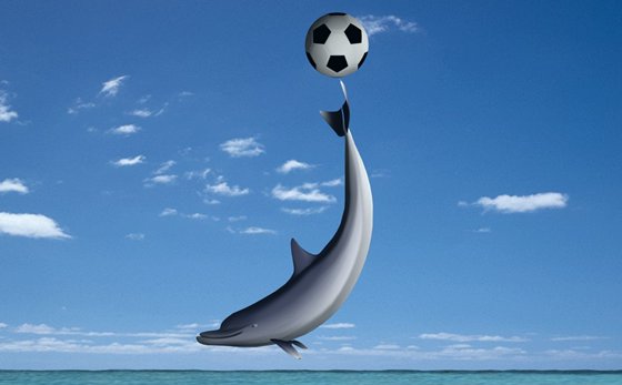 海豚為什么會(huì)救人,海豚救人的原因