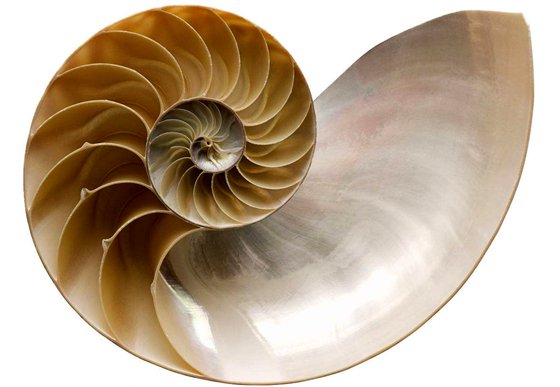 你知道鸚鵡螺的生長線嗎？