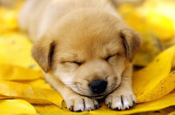 為什么狗睡覺前要繞幾個圈子？