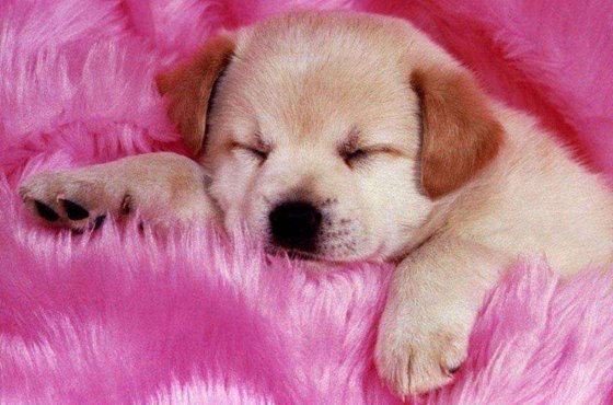 為什么狗睡覺前要繞幾個圈子？