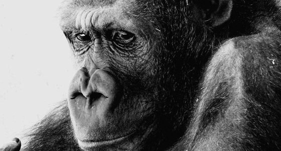 為什么類(lèi)人猿不可能進(jìn)化成人？