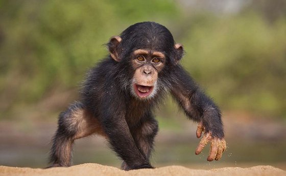 為什么類(lèi)人猿不可能進(jìn)化成人？