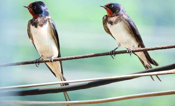 為什么說燕子是捕蟲能手,燕子一天能捕多少害蟲