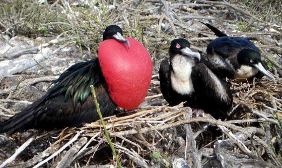 為什么軍艦鳥被稱為強(qiáng)盜鳥,軍艦鳥能飛幾十天的秘密