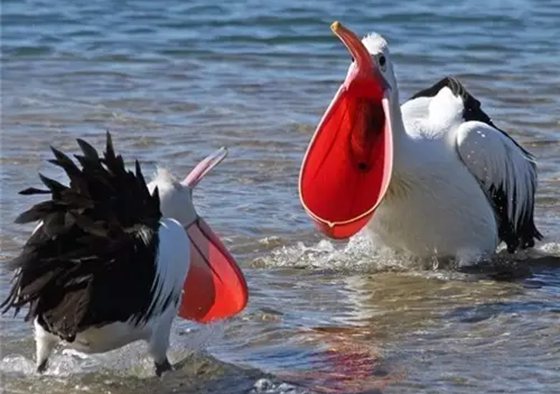鵜鶘是什么鳥(niǎo),你了解鵜鶘嗎