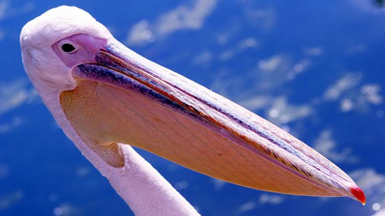 鵜鶘是什么鳥(niǎo),你了解鵜鶘嗎