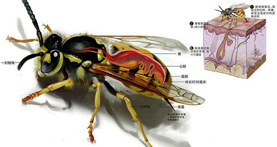 為什么蜜蜂蟄過(guò)人后會(huì)死