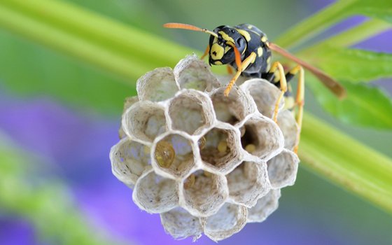 為什么馬蜂會(huì)來家里筑巢,被馬蜂蟄了怎么辦