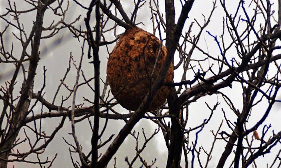 為什么馬蜂會(huì)來家里筑巢,被馬蜂蟄了怎么辦