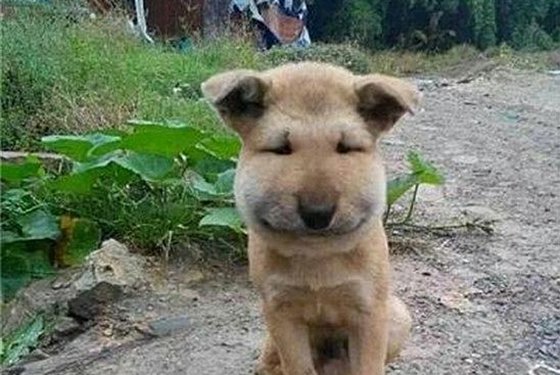 為什么馬蜂會(huì)來家里筑巢,被馬蜂蟄了怎么辦