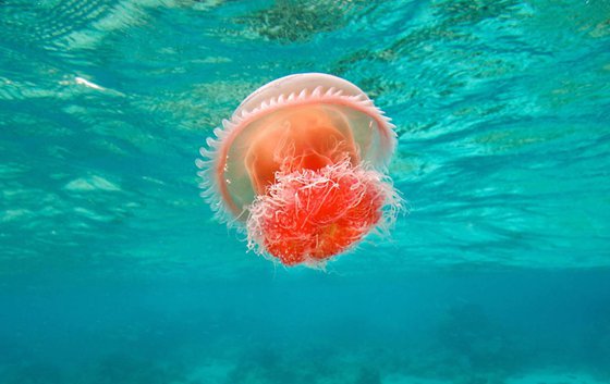 為什么水母可以預(yù)測風(fēng)暴