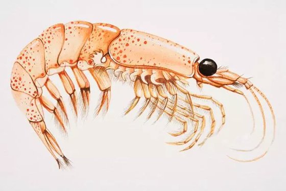 為什么說南極磷蝦是未來食品？